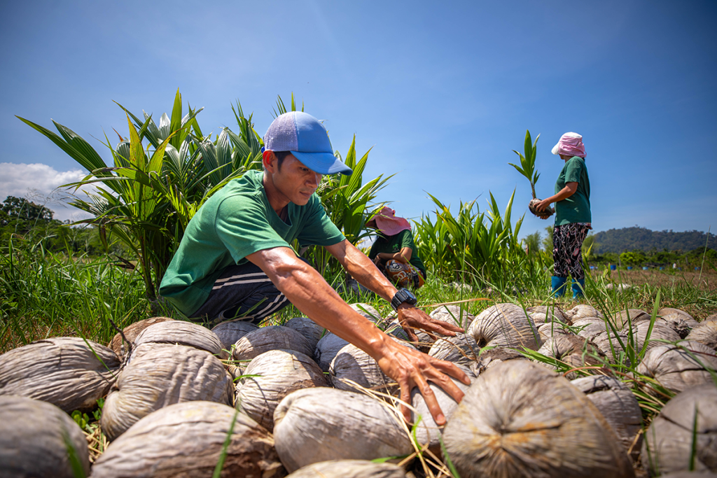 amiforest coconut farm